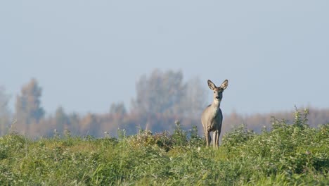 Gemeinsame-Wilde-Rehe-Perfekte-Nahaufnahme-Auf-Wiese-Weide-Herbst-Goldene-Stunde-Licht