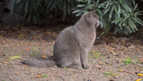 imágenes de un gato callejero en la hierba en la naturaleza mirando aquí y allá