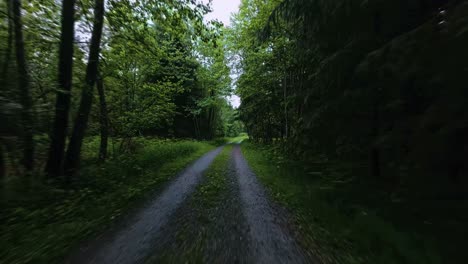 aerial drone traveling along primitive forest road
