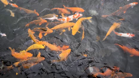 Toma-En-Cámara-Lenta-De-Peces-Koi-Naranjas-Nadando-En-El-Estanque