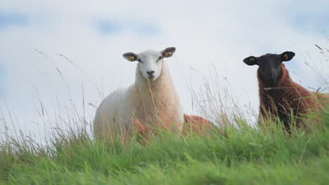 white and black sheep cruiously stare at the camera on the lush green pasture hill