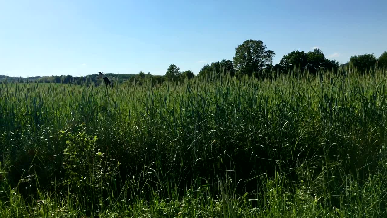 개가 와서 도망쳤어