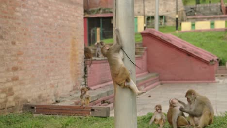 animales divertidos tiro de monos descarados jugando en la ciudad, vida silvestre urbana animales divertidos disparo de juguetón rhesus macaco mono balanceándose en un alambre en katmandú en nepal