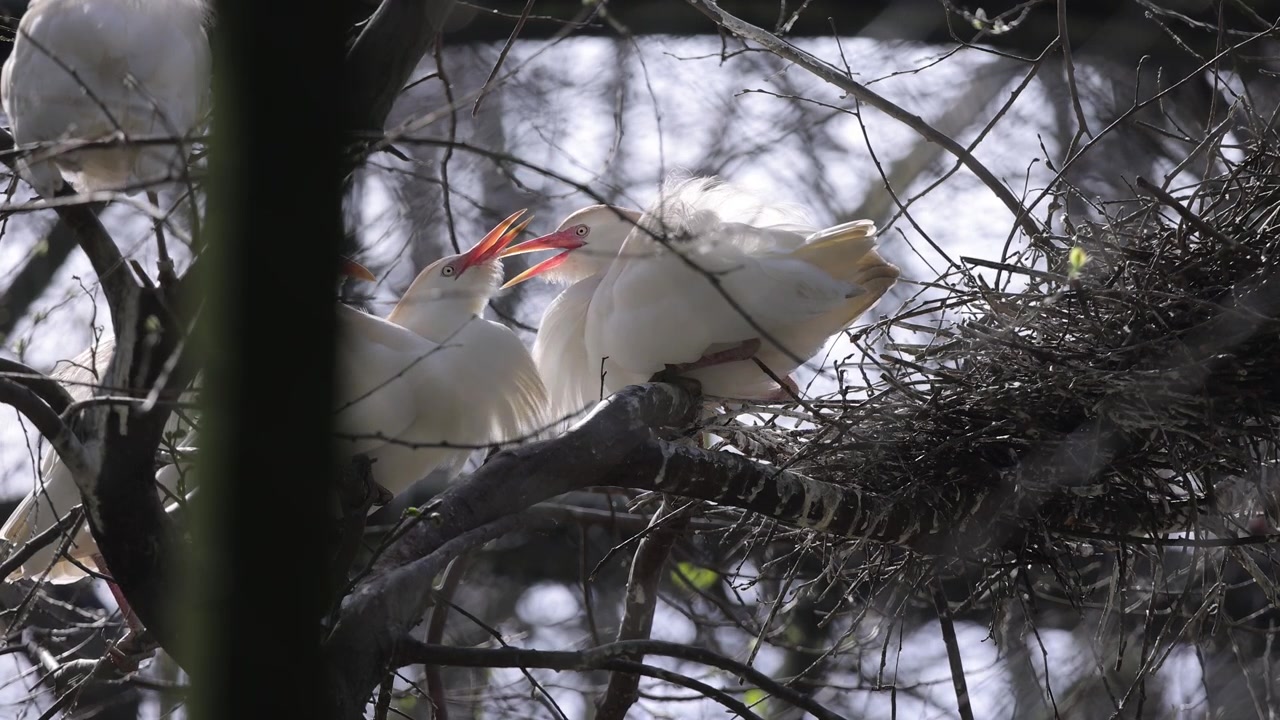 Cattle egrets fixing their nest.