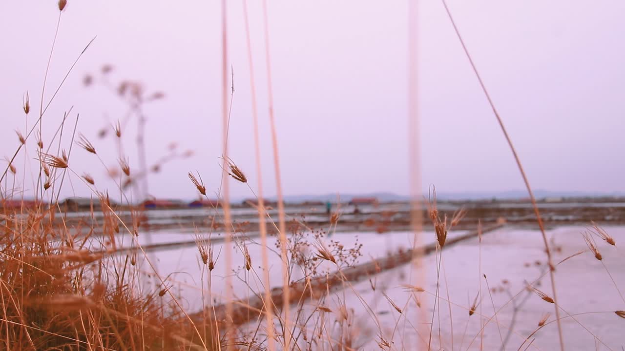 Swaying dry grass framing the scenic view of a salt farm in Kampot Cambodia on a gloomy day