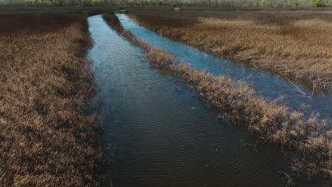 geese flying above pond in bell slough wildlife area in arkansas, usa - drone shot