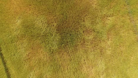 Aerial-footage-of-a-wheat-field-blowing-in-the-wind-making-patterns