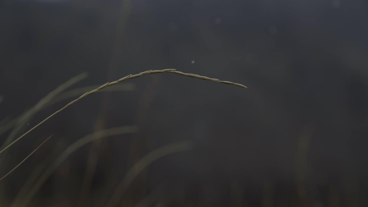 유타주 린든에 위치한 건조한 협곡에서 흐린 가을날 슬로우 모션으로 떨어지는 눈