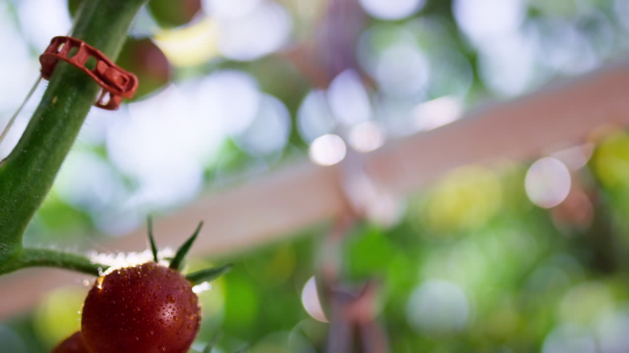 ⁇ 은 토마토 식물 줄기가 농장 관목에서 가까이에서 익습니다. 작은 유기농 농장 산업.