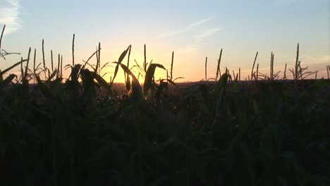 Ein-Maisfeld-In-Der-Abenddämmerung