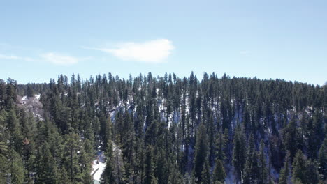 Slow-aerial-push-in-on-a-pine-tree-forest-in-the-New-Mexico-mountains