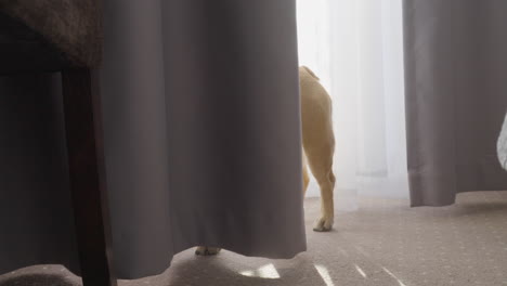 Französische-Bulldogge-Versteckt-Sich-Hinter-Einem-Beleuchteten-Vorhangfenster-Im-Wohnzimmer