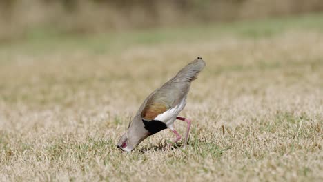 a bold southern lapwing, vanellus chilensis, the sight hunter foraging on the ground in open grassland, feeding on earthworm on a sunny day, argentina, south america