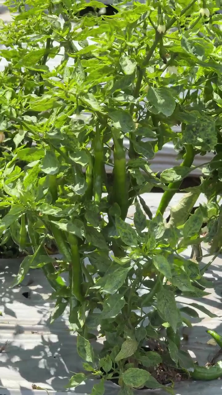 Green Chili Peppers Growing on Plant in Agricultural Field
