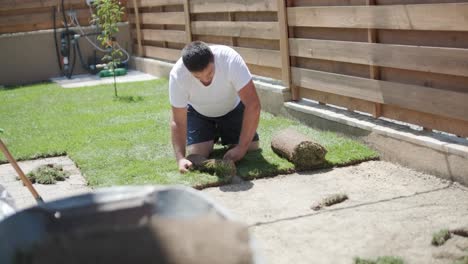 gardener laying lawn in private yard with wooden fence