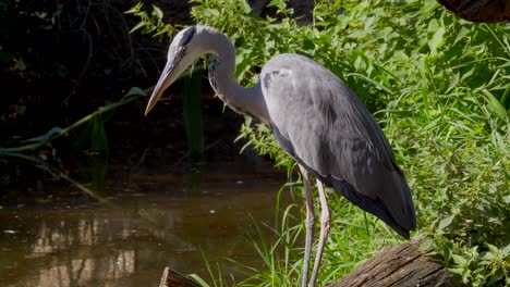 beautiful majestic grey heron standing and shore of natural pond during sunny day in nature