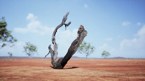 árbol muerto en el interior de australia