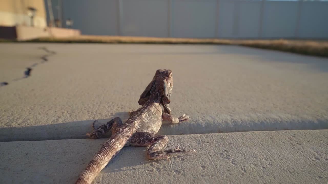 A Frilled-Neck Dragon Lizard sits on a sidewalk outside and is picked up by a hand, slow motion
