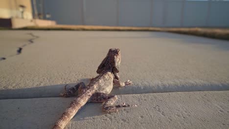 a frilled-neck dragon lizard sits on a sidewalk outside and is picked up by a hand, slow motion