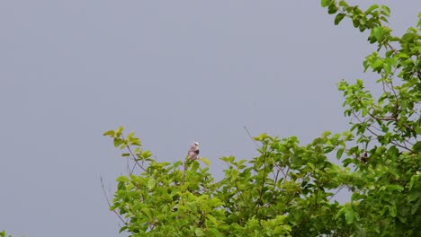 4k of a birds of prey also known as the australian black-shouldered kite, elanus axillarison, perching at the top of the tree eyeing for the next prey