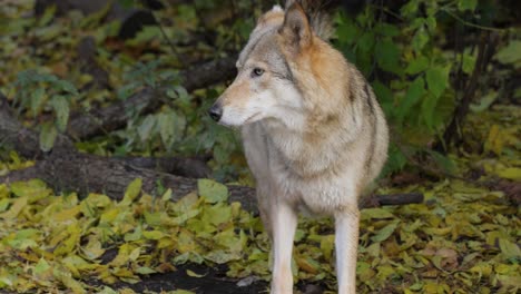 el lobo (canis lupus), también conocido como el lobo gris, es el miembro más grande existente de la familia de los canidos. los lobos son el miembro salvaje más grande de la familia de los perros.