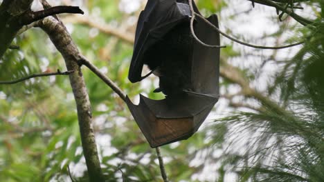 close up of a flying fox cleaning its wing while hanging upside down in a tree during the day