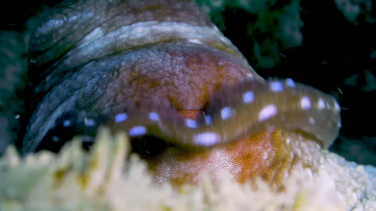 toma de primer plano de ojo de pulpo con movimiento de tentáculo