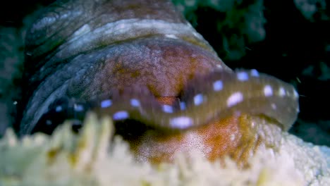 toma de primer plano de ojo de pulpo con movimiento de tentáculo