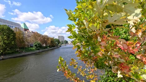 camera moves past colorful maple leaves, revealing a sunny urban riverfront with water, trees, and distant buildings under a blue sky