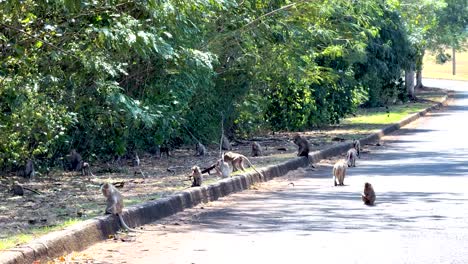 monkeys interacting on a sunlit road