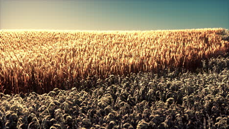 campo de trigo agrícola bajo la puesta del sol