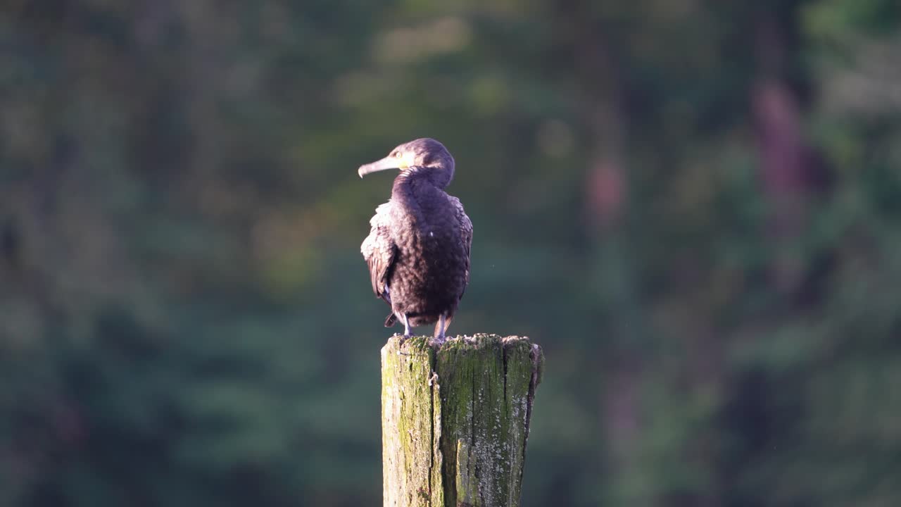 Wild cormorant resting on weathered post against blurred forest background