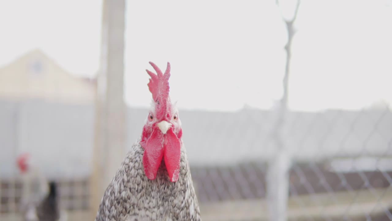vista de cerca de una gallina en un gallinero. filmado en cámara lenta
