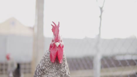 close up view of a hen in hencoop. shot in slow motion