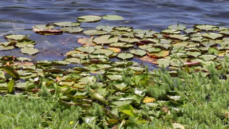 time-lapse of a pond with dynamic water lilies