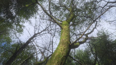 Leafless tall tree view upwards with rotation