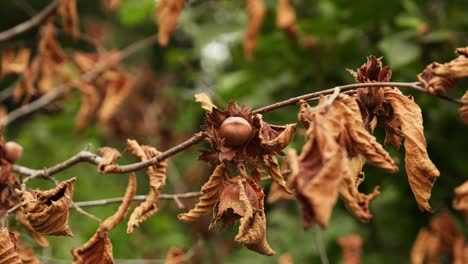 close-up of hazelnut fruit and leaves on the organic tree