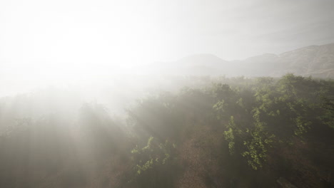 Niebla-En-Un-Bosque-A-Vista-Aérea