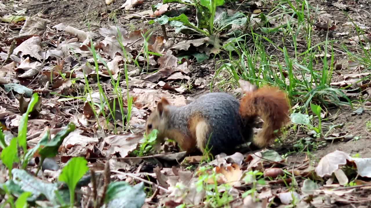 다람 ⁇  밀접한 숲 배경
