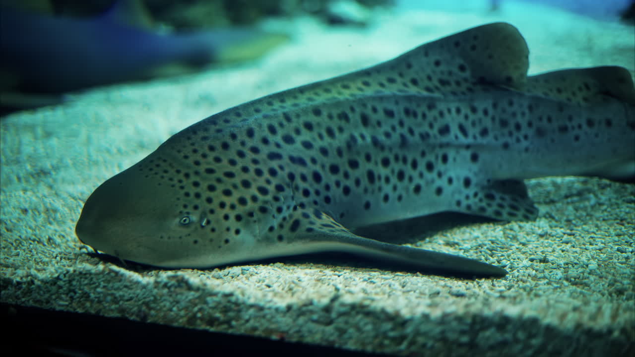 Close up of a zebra shark in the water