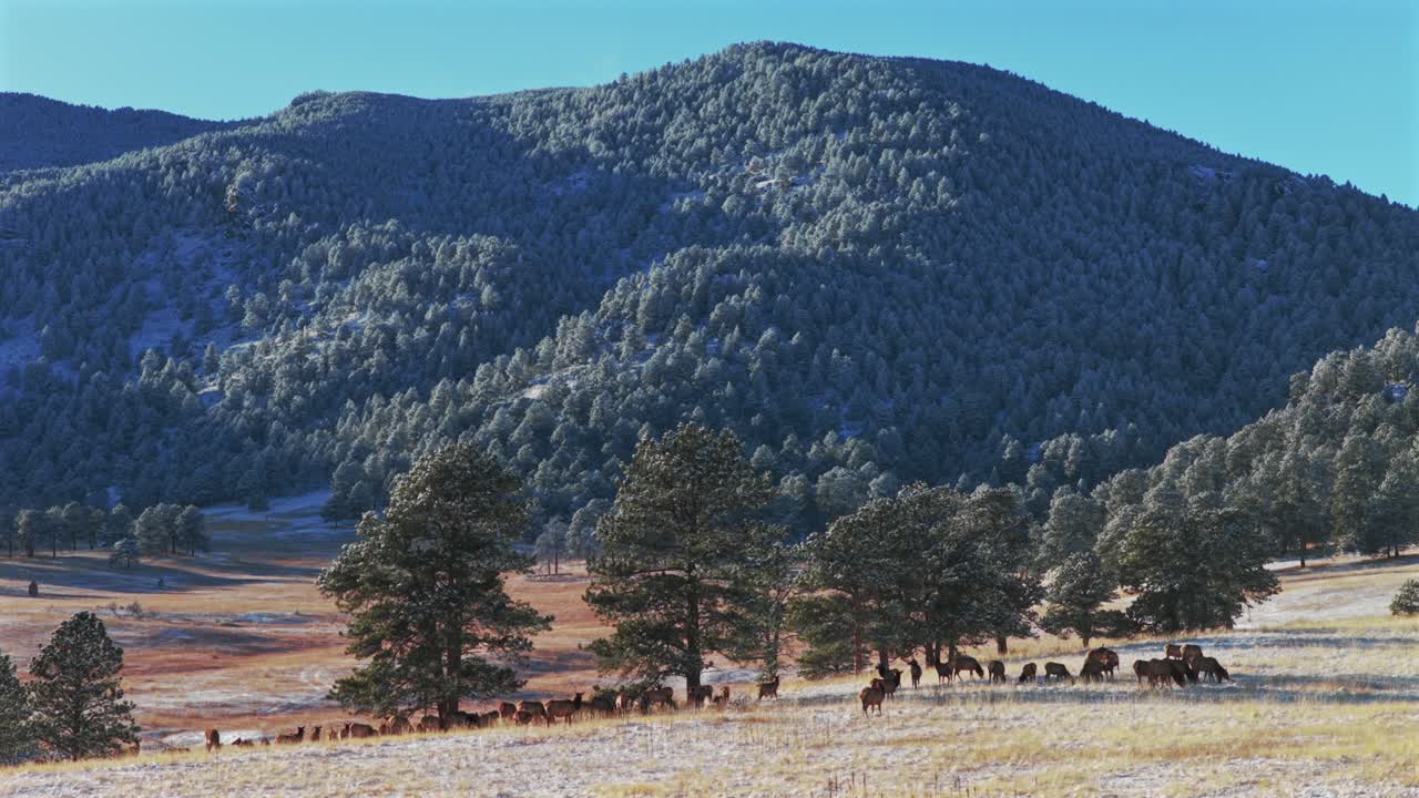 Bergen Peak Elk Meadow Park fauna selvatica animale Mandria di alci al pascolo tramonto soleggiato sempreverde Colorado drone aereo cielo blu colline innevate valle foresta Front Range Montagne Rocciose pan right motion