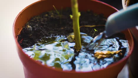 regar una planta en maceta en cámara lenta
