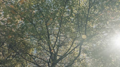 low-angle shot of branches of a tree in the forest during a beautiful sunny day