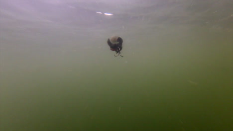 tiro submarino vacío de señuelo negro enrollado con spinner - tiro medio slomo