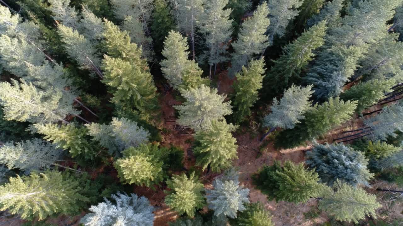 Aerial View of Lush Evergreen Forest in Late Afternoon Light Capturing the Beauty and Diversity of Nature's Majesty from Above