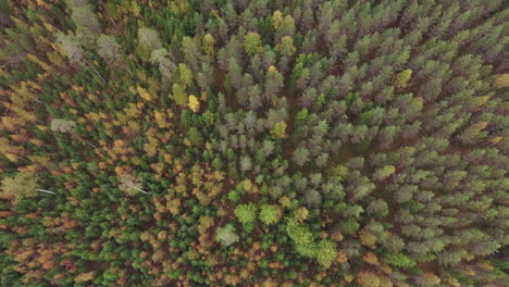 drone shot of a autumn colored boreal forest in finland