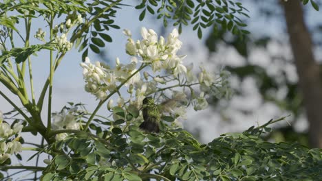 green hummingbird in slow motion feeding on white blossoms of a tree in a tropical environment