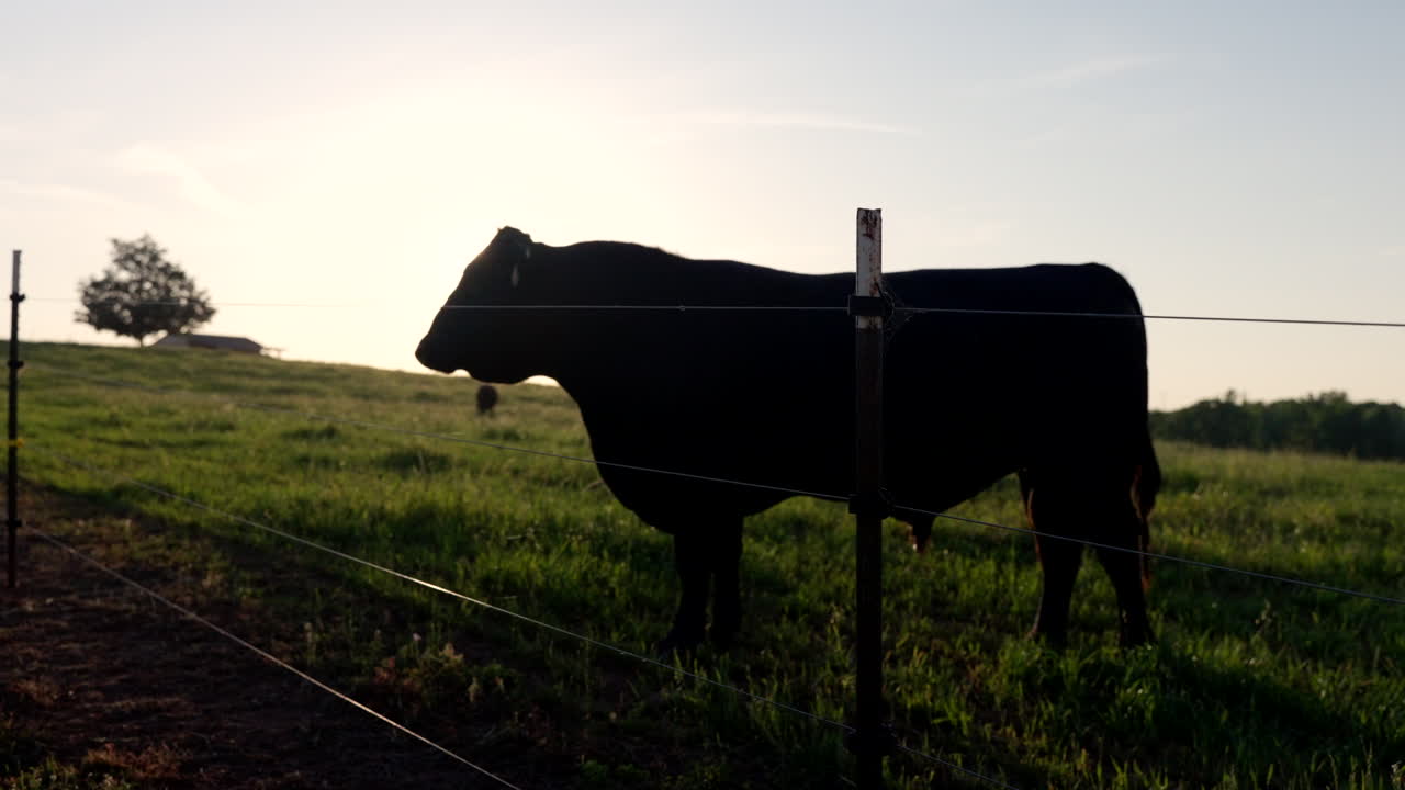 Mucca al tramonto dietro una recinzione elettrica su un pascolo verde, in un allevamento di bestiame.