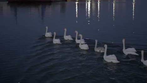 White-geese-wandering-on-a-waterfront