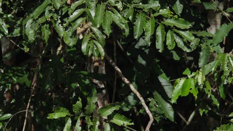 Oriental-Pied-Hornbill-Anthracoceros-albirostris-seen-within-the-branch-under-some-leaves-then-hops-away-to-disappear,-Khao-Yai-National-Park,-Thailand